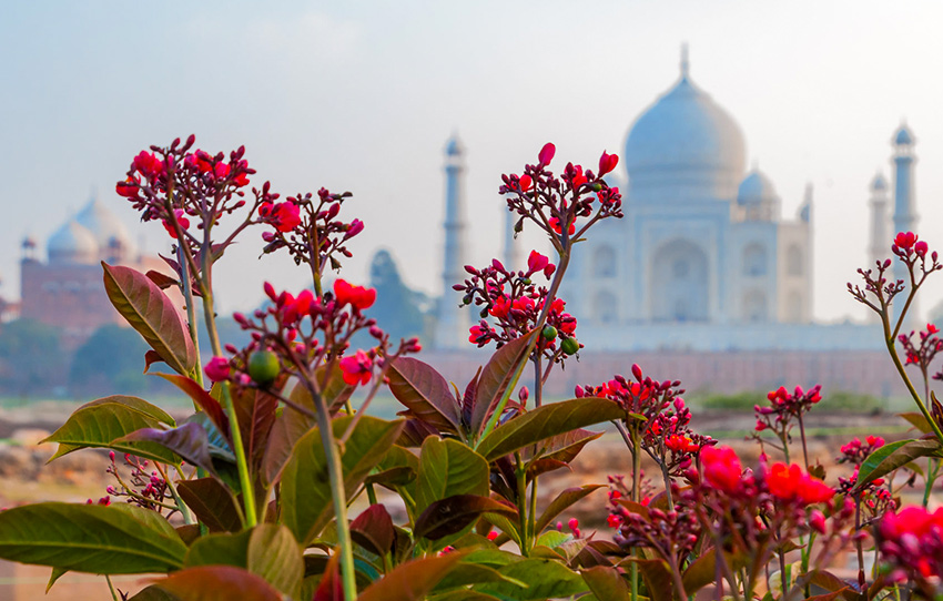 Scents-of-the-Taj-Cover.jpg