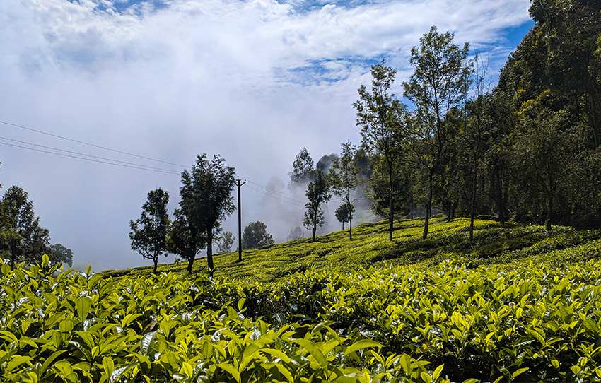 cup-to-cheer-gourmet-tea-tasting-experience